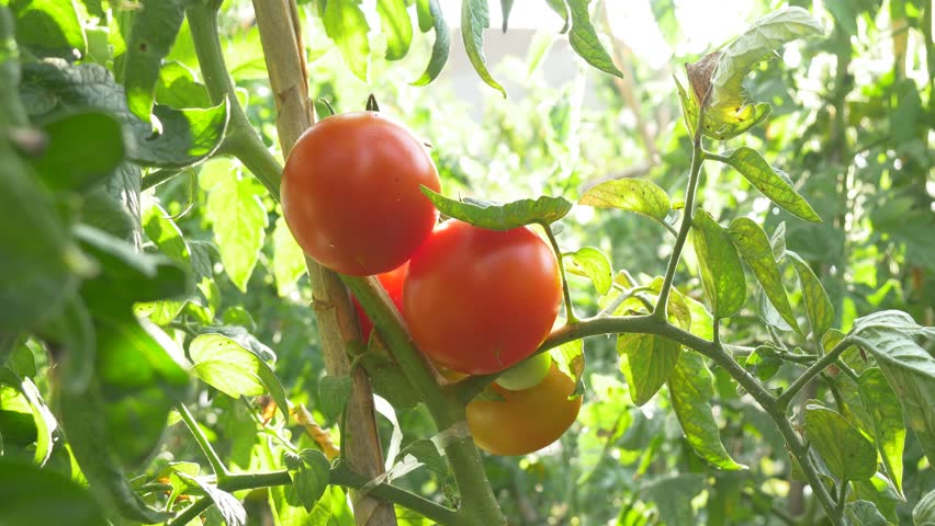 Tomatoes Vegetable Garden, Vegetable Garden Photos Free