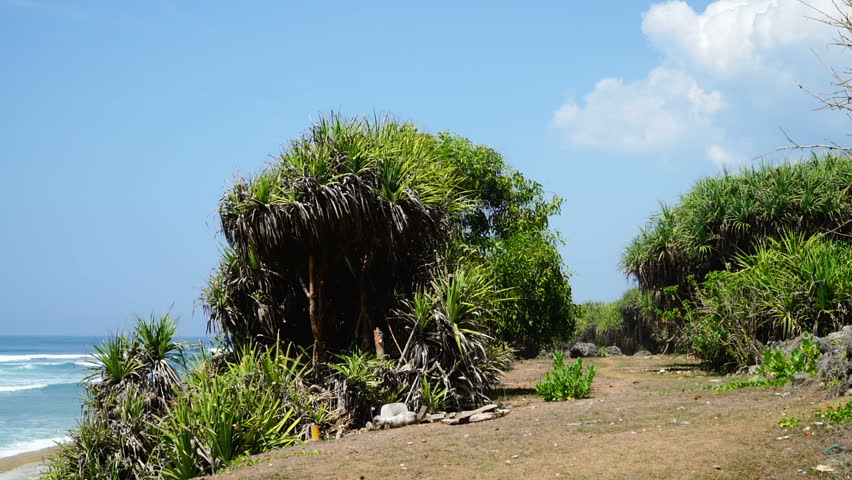 Tropical hill by the sea.