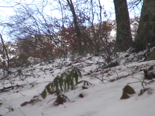 Winter landscape