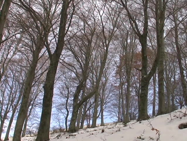 Winter landscape