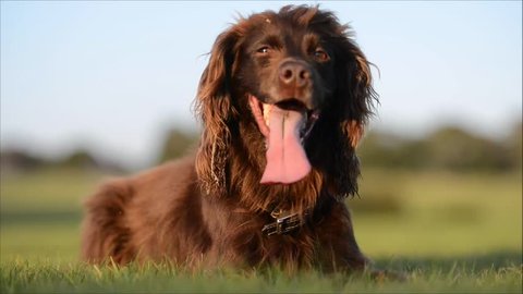 wallpapers Black And White Working Cocker Spaniel working cocker stock footage