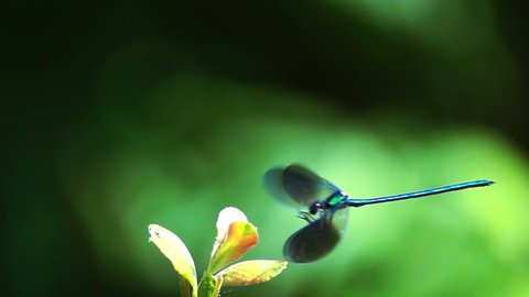 dragonfly inattentive