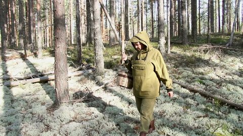 Woman collecting mushrooms in a pine forest.