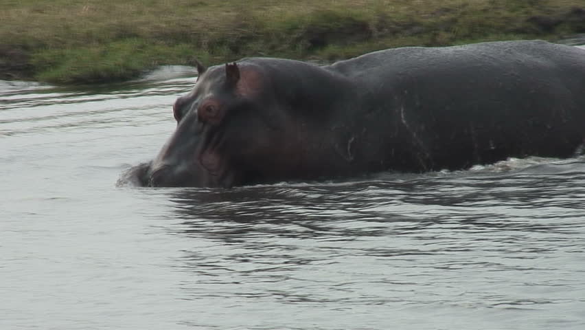 A Hippopotamus is not happy with us in Botswana, Africa. 