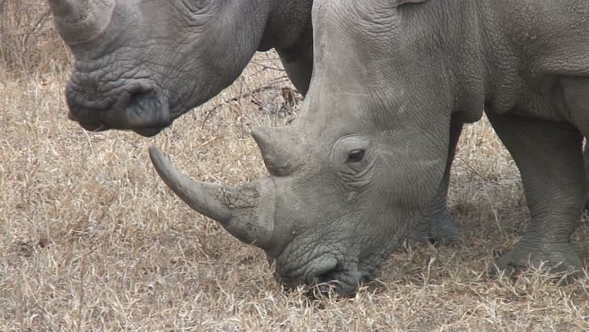 Close up of two Rhinoceros eating with zoom out to full body shot taken in South