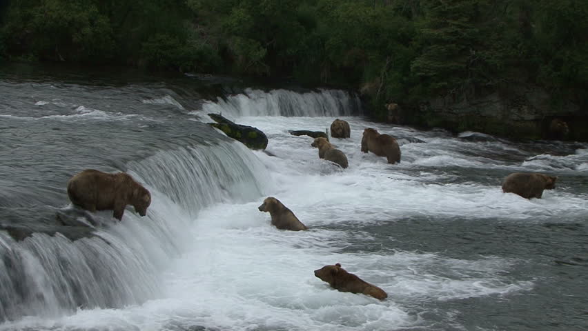 Nine Brown Bear await salmon at Brook Falls in Alaska.