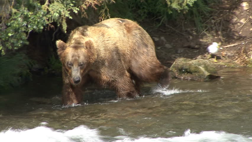 A Brown Bear moves along a rock wall and wades to the base of Brook Falls in