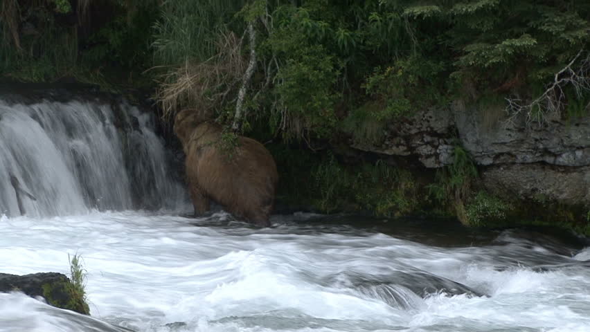 A Brown Bear moves up and over the far side of Brook Falls and disappears into