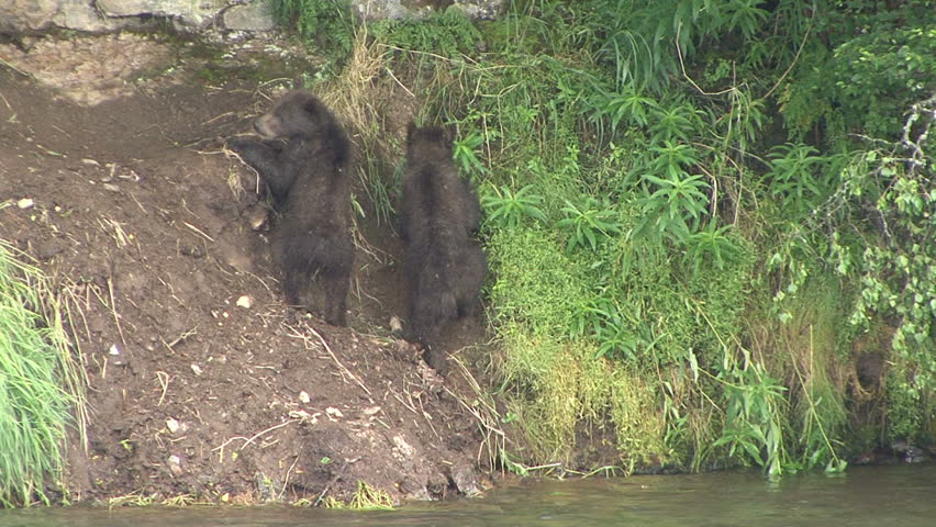 Brown Bear cubs are stopped in their attempt to climb a steep hill at Brook