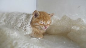redhead little kitten cat asleep wrapped in knitted shawl downy video