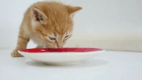 ginger kitten drinking milk from a saucer video