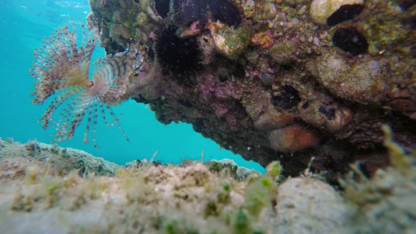 Anemone at the bottom of the Aegean Sea in Greece