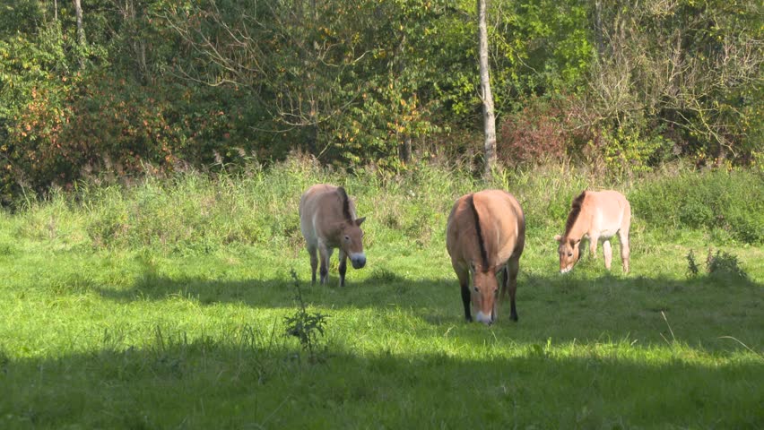 Przewalskis Horse (equus Ferus Przewalskii) Stock Footage Video (100% ...