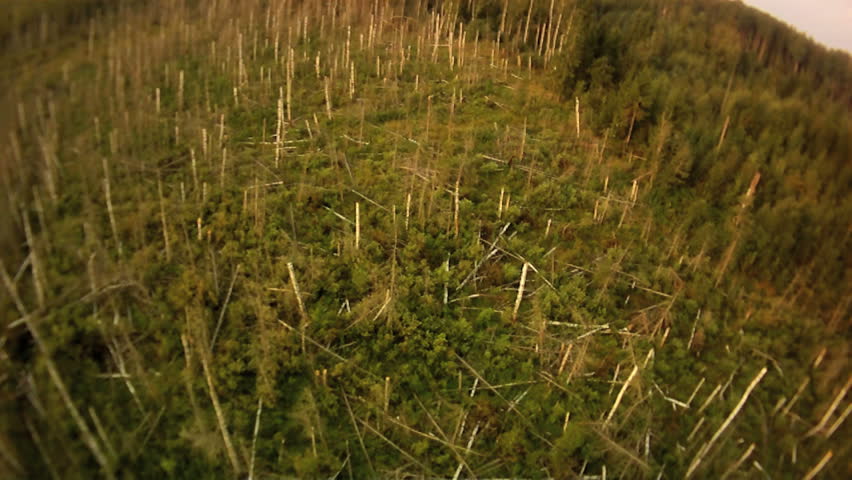 Cut wood aerial view.