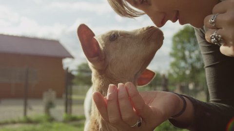 SLOW MOTION, CLOSE UP, LOW ANGLE VIEW: Happy young girl caressing happy cute kid goat on smallholding farm chewing food. Beautiful domestic animal enjoying warm sunny summer day in big zoo