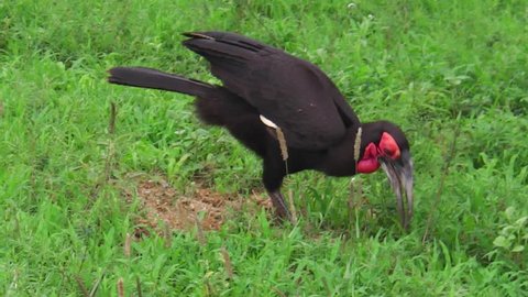Southern ground hornbill feeding and walking in Tanzania on green grass ground in the wild Africa, it also lives in Namibia, Angola , northern South Africa and Burundi and in Kenya.