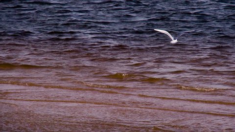 Seagulls Over the Surf. White seagull hovering over the shallow waters of the surf line. Shooting at a speed of 240 fps