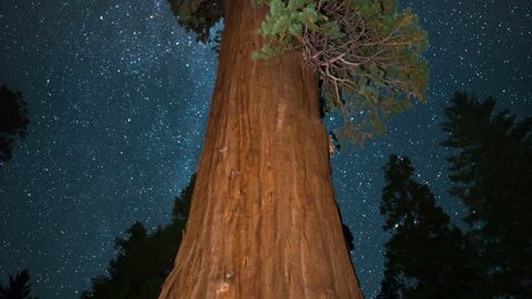 Sequoia General Grant Milky Way 01 World 2nd Largest Tree Kings Canyon Tilt Up