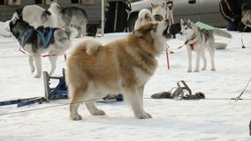 Dog breed Siberian husky, huskies, malamutes outdoors on a snowy field