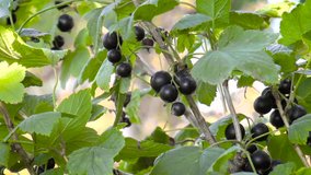 The video shows black currant clous up. Background