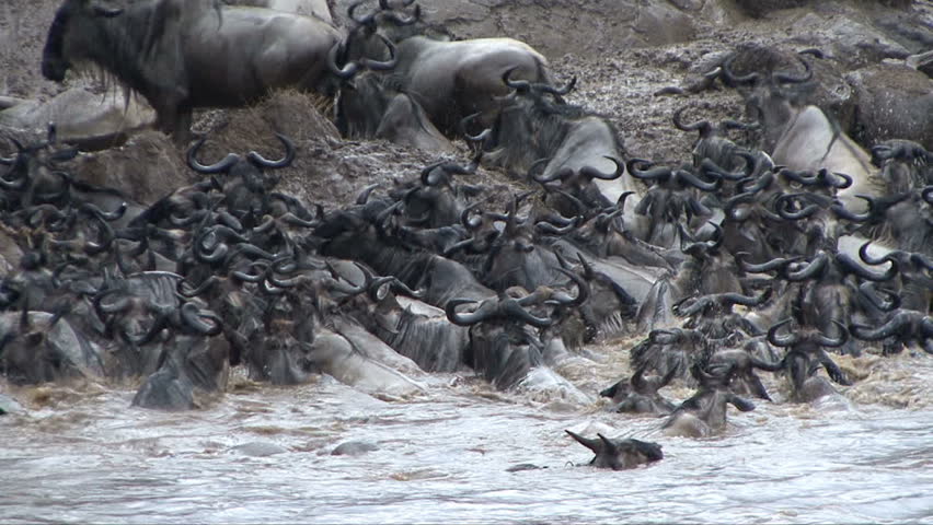 Wildebeest struggle for survival during annual migration in Kenya, Africa.