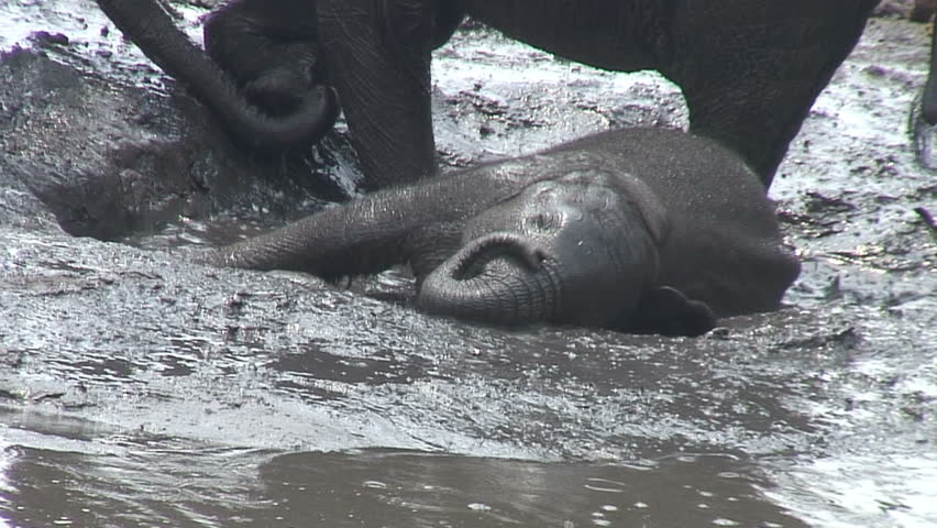 An Elephant Calf struggles to regain its feet along the muddy Chobe River in