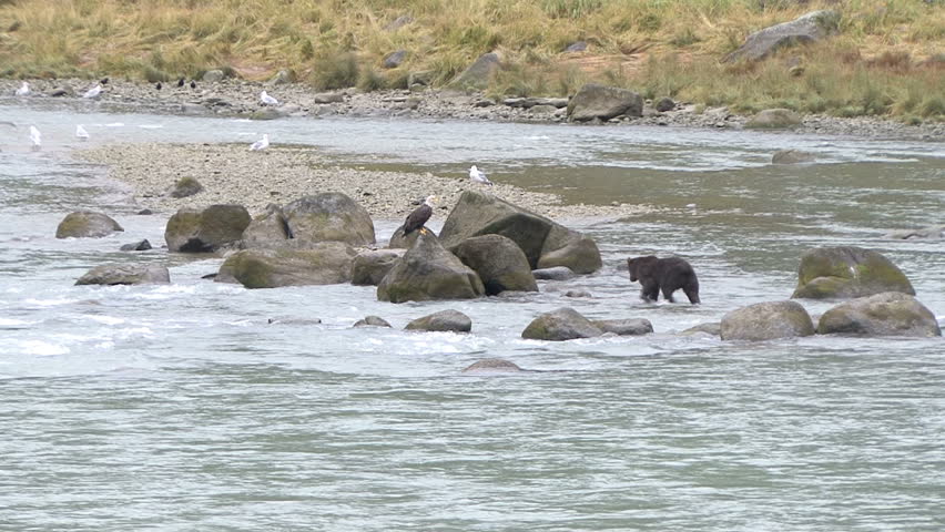 An Eagle is approached by a brown bear while fishing for salmon at scenic