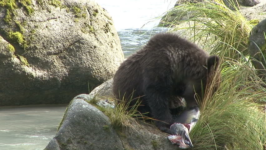 A closeup shot of a Brown Bear cub dropping his salmon at scenic Haines, Alaska.