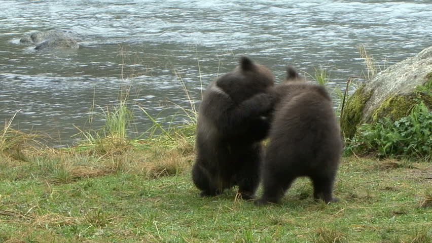 Brown Bear cubs play rough and wrestle at scenic Haines, Alaska.