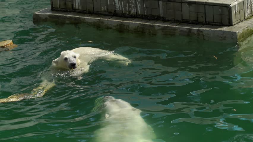 Two polar bears swimming in the pool. Cute small white bear cub near mother playing in water.