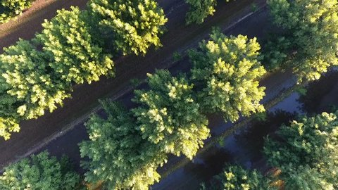 Aerial view of a grove of pecan trees