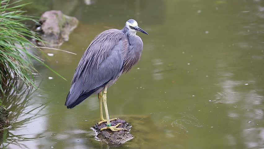 White-Faced Heron (Egretta Novaehollandiae) Standing On A Stone