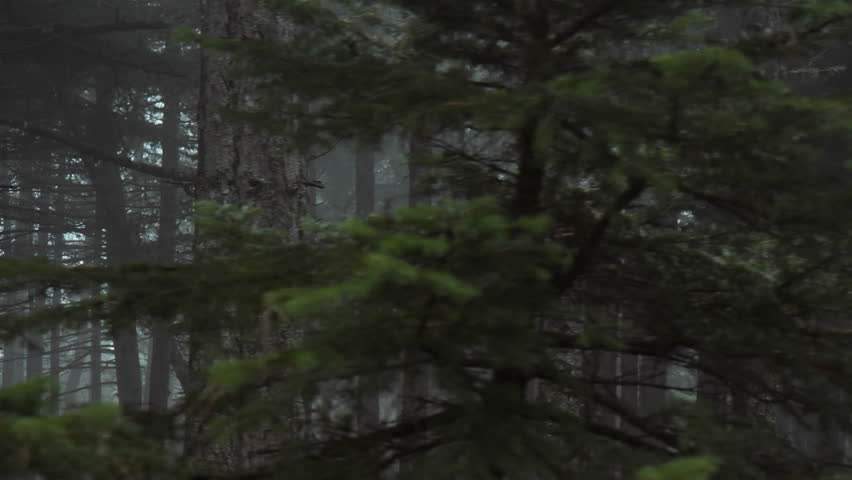 Pov driving passing by forest mountain pine trees surrounded in mist and fog.Pov point of view driving,view from inside the car of tall mountain forest pine trees at winter. Royalty-Free Stock Footage #20038642