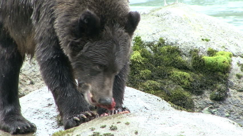 A Brown Bear uses his claws to eat a salmon at scenic Haines, Alaska.