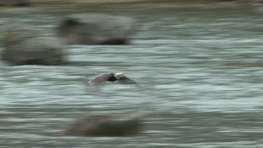 An Eagle sits while salmon fishing and then flies off at scenic Haines, Alaska.