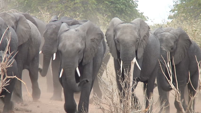 Elephants move through the bush kicking up dust in Botswana, Africa.