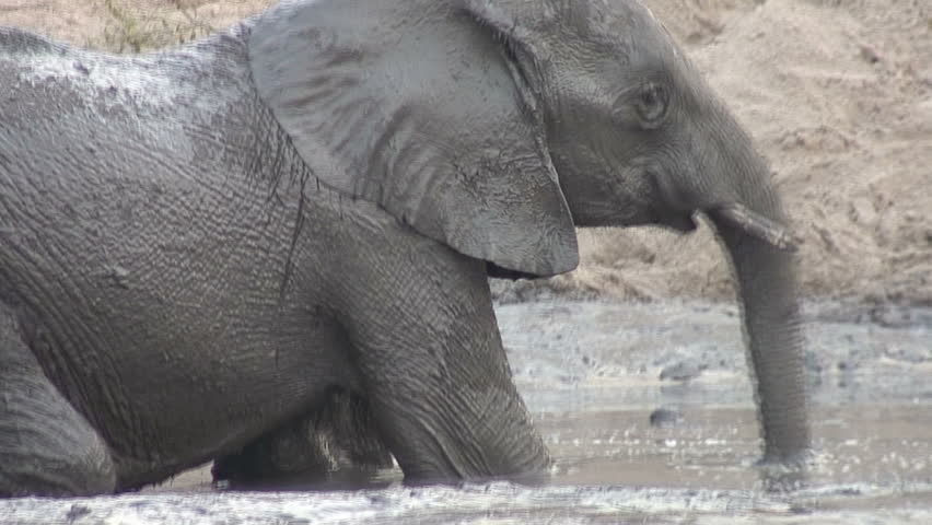 A young Elephant enjoys playing in the mud along the Chobe River in Botswana,