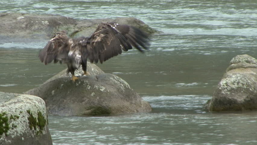 An immature Bald Eagle flies from rock to rock on the Chilkoot river at scenic
