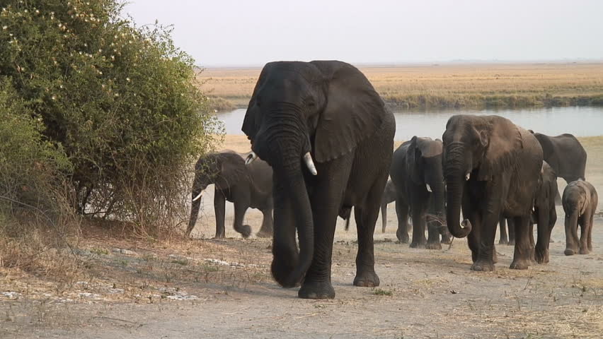 An elephant lets us know he is not happy with us along the Chobe River in