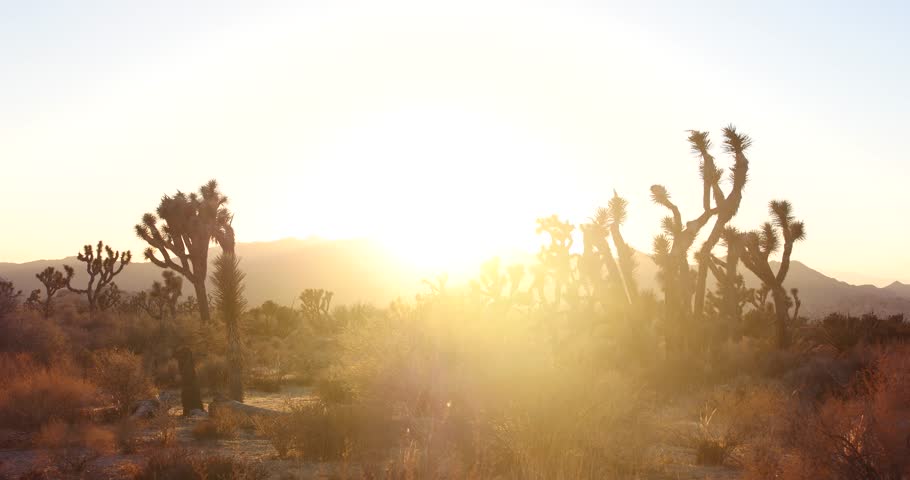Beautiful Sunset Time Lapse of Joshua Trees in the California Desert 