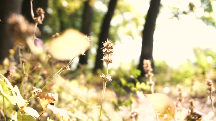 Young happy attractive IT man walking through the park