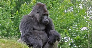 Eastern Lowland Gorilla, gorilla gorilla graueri, Male sitting, real Time 4K