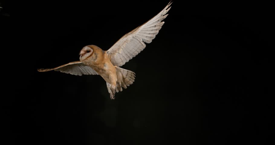 Barn Owl, tyto alba, Adult in flight, Normandy, Slow Motion 4K | Shutterstock HD Video #20052709