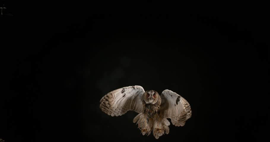 Long Eared Owl, asio otus, Adult in Flight, Normandy in France, Slow Motion 4K | Shutterstock HD Video #20052739