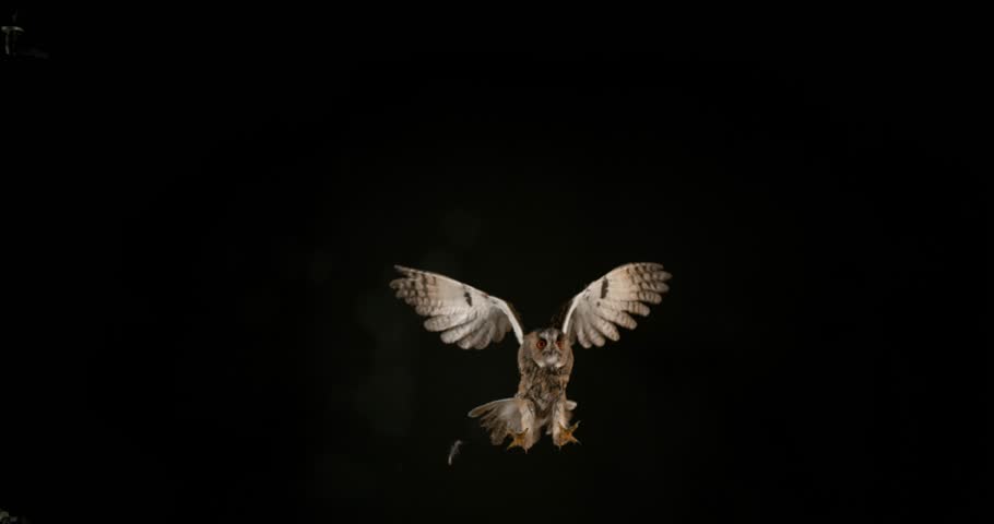 Long Eared Owl, asio otus, Adult in Flight, Normandy in France, Slow Motion 4K | Shutterstock HD Video #20052748