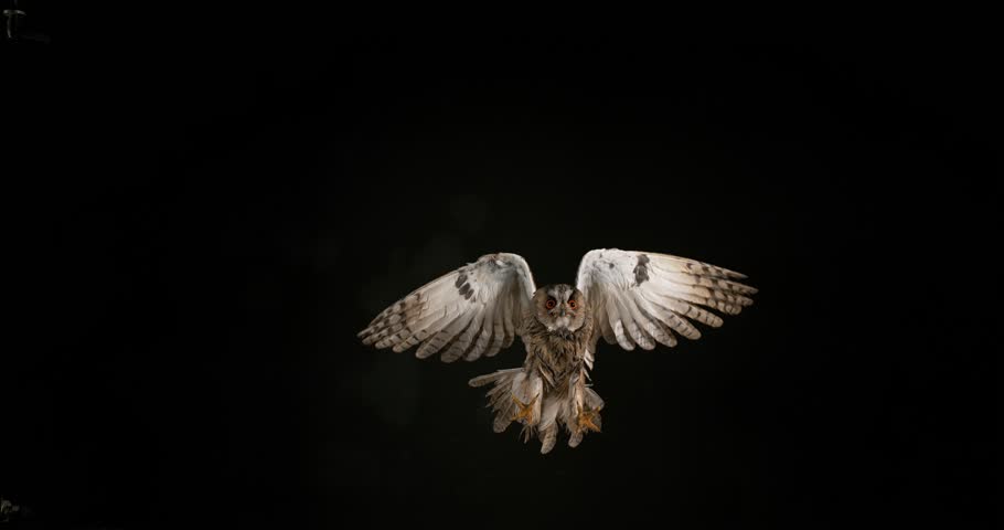 Long Eared Owl, asio otus, Adult in Flight, Normandy in France, Slow Motion 4K | Shutterstock HD Video #20052790