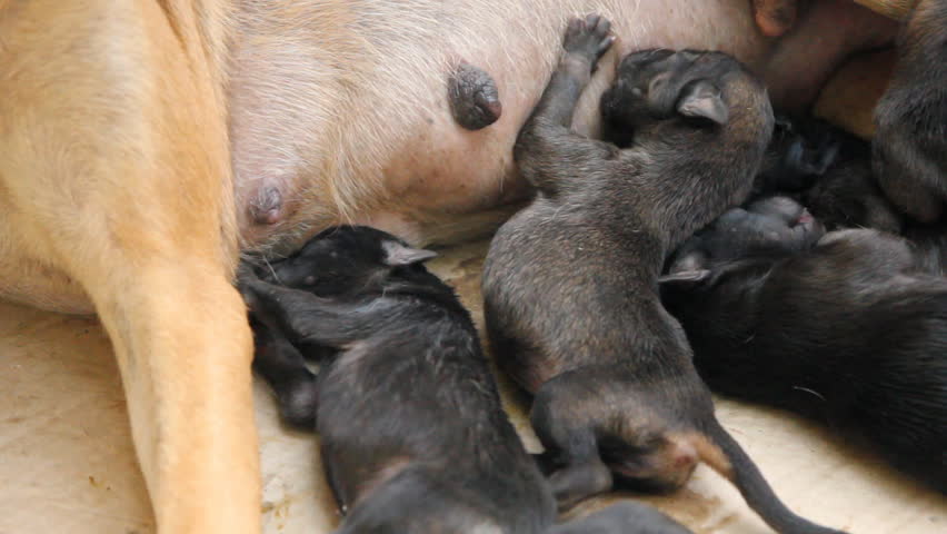 Girl Breastfeeding Puppy