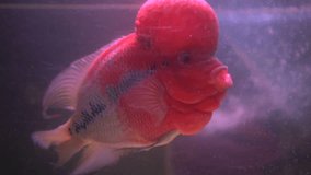 Flower Horn Cliched fish in the aquarium. Cichlid red head - video in slow motion