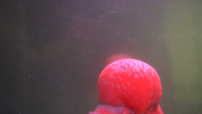 Flower Horn Cliched fish in the aquarium. Cichlid red head 
