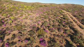 Low flying aerial view of the annual wild flowers of Namaqualand, Northern Cape, South Africa